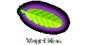 Vogel Max